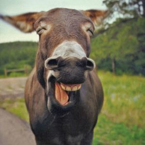 Meet your Posher, Xay